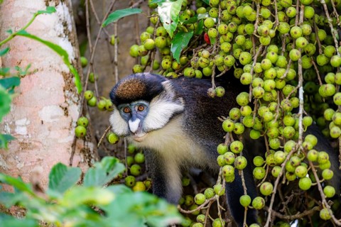Red-tailed guenon or Congo white-nosed guenon (Cercopithecus ascanius schmidti), sitting on a tree
