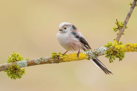 Long-tailed Tit (Aegithalos caudatus) sitting on a branch overgrown with lichen and moss, Wildlife,