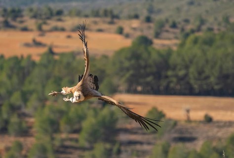 A majestic Griffon Vulture glides gracefully over a vibrant, natural landscape, showcasing the