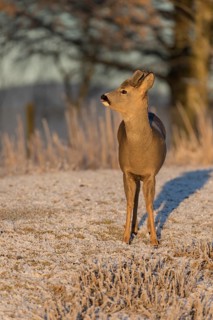 Roe deer on hoar frosted meadow at minus 15 °C at sunrise. Trees and dead stinging nettle in