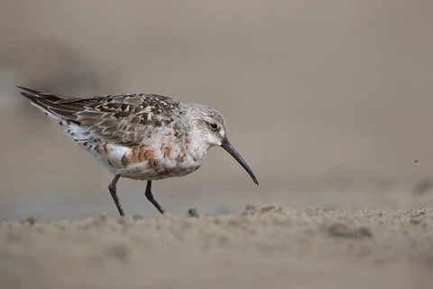 Curlew Sandpiper (Calidris ferruginea) foraging, Mecklenburg-Western Pomerania, Germany