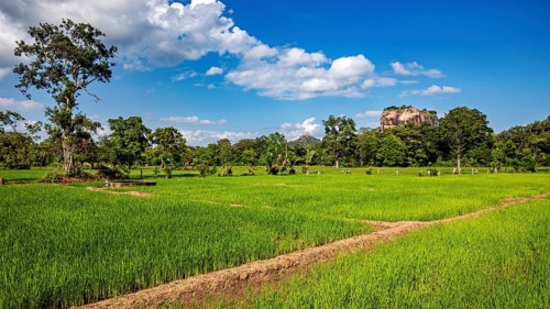 Green rice paddies under a blue sky with scattered clouds, rice paddies on Lion Rock near Sigiriya