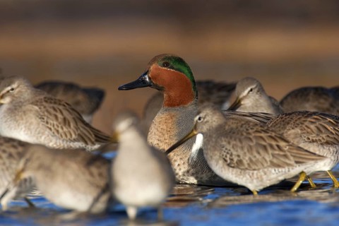 Green-winged Teal (Anas carolinensis) male, British Columbia, Canada