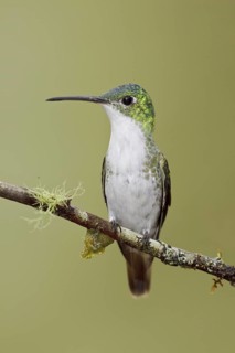 Andean Emerald (Amazilia franciae), Ecuador