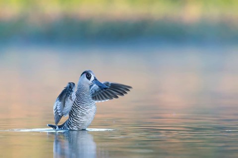 Pink-eared Duck (Malacorhynchus membranaceus) flapping wings, Victoria, Australia
