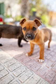 A cute puppy with a curious expression stands on the patio at home. Sunlight highlights its playful