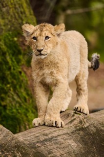 Asiatic lion (Panthera leo persica) standing on a tree trunk, captive