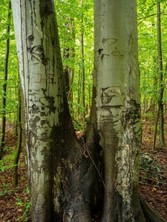Beech trees in the Felsenmeer nature reserve, near Hemer in the Sauerland region