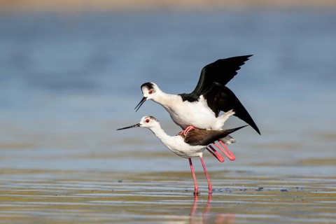 Black-winged Stilt (Himantopus himantopus) pair mating, Lesvos, Greece