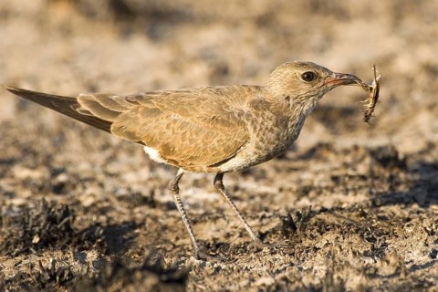 Australian Pratincole (Stiltia isabella), Western Australia, Australia