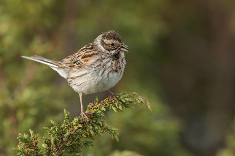 Common Reed Bunting (Emberiza schoeniclus) female, Dalarna, Sweden