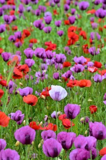 Field with poppies, red poppy (Papaver somniferum) and pink poppy, Bavaria, Germany