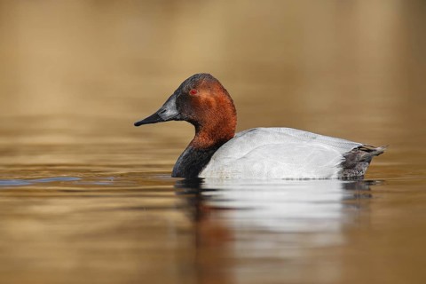 Canvasback (Aythya valisineria) male, British Columbia, Canada