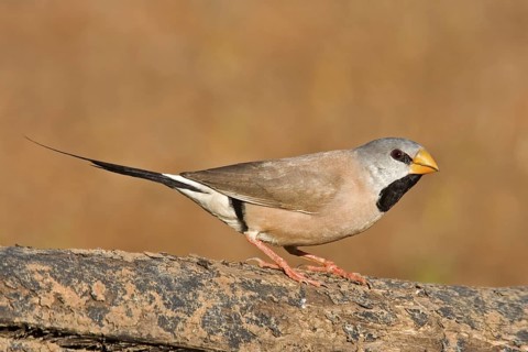 Long-tailed Finch (Poephila acuticauda), Kimberley, Western Australia, Australia
