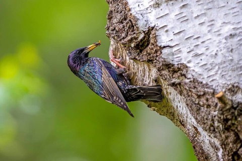 Common starling, European starling (Sturnus vulgaris) adult in breeding plumage at nest hole in