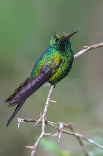 Cuban Emerald (Chlorostilbon ricordii) perched on a branch in Cuba