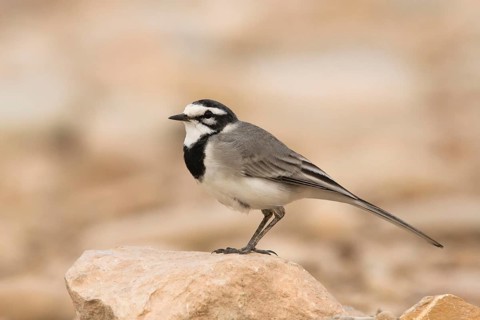 White Wagtail (Motacilla alba subpersonata), Morocco