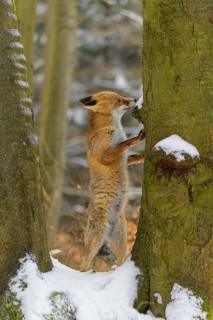 Red fox (Vulpes vulpes), standing up against a tree in a snowy forest, surrounded by trees and