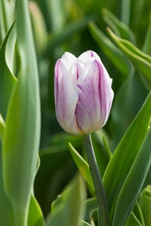 Colourful blooming tulips (tulpia) in a field for self-cutting flowers in Katzenberg, Nossen,