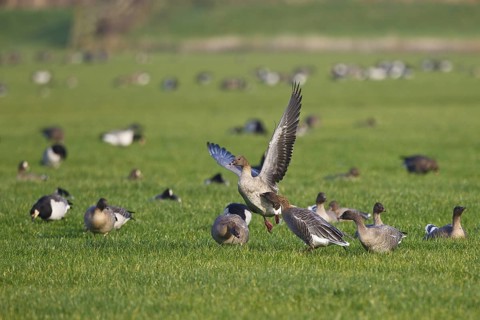 Pink-footed Goose (Anser brachyrhynchus), Friesland, Netherlands