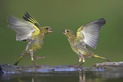 European Greenfinch (Chloris chloris), Rhineland-Palatinate, Germany