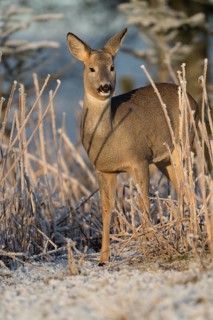 Roe deer standing in hoar frosted dead stinging nettle at minus 15 °C at sunrise. Trees and dead