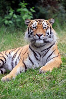 Siberian tiger (Panthera tigris altaica), adult, alert, in the grass, portrait