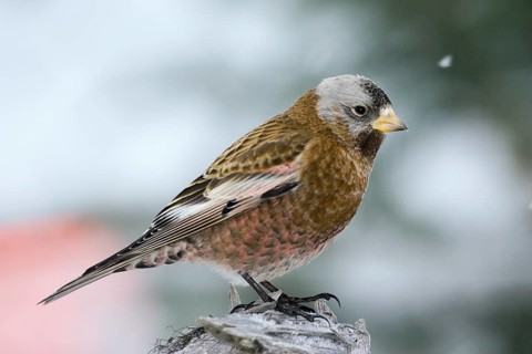 Gray-crowned Rosy-Finch Leucosticte tephrocotis littoralis Homer, Alaska, United States 1 March