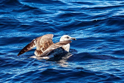 A gull floats on the sea, surrounded by gentle waves and showing outstretched wings, A herring gull