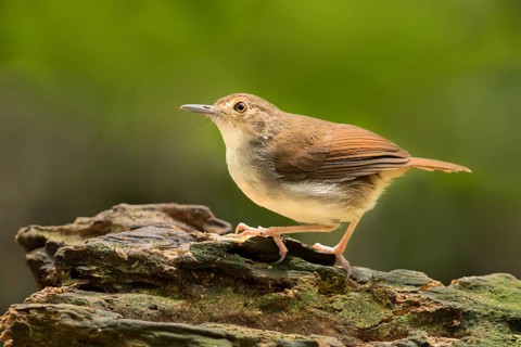 White-chested Babbler (Trichastoma rostratum), Selangor, Malaysia
