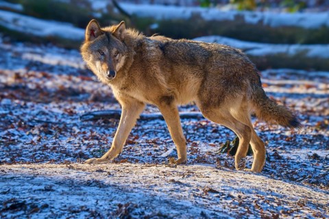 A wolf walks attentively over snow-covered leaves in a forest, winter, wolf (Canis lupus), Germany
