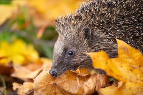 European hedgehog (Erinaceus europaeus) adult animal on a pile of fallen autumn colour leaves in a