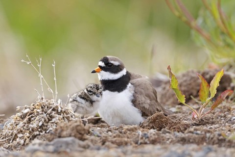 Common Ringed Plover (Charadrius hiaticula), Iceland