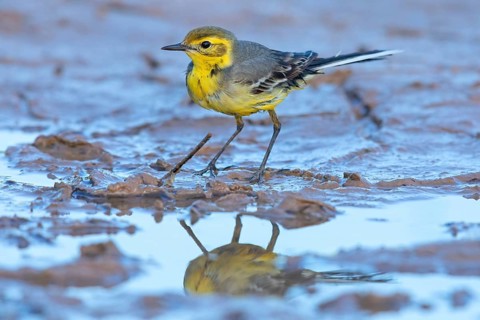 Citrine wagtail, (Motacilla citreola), foraging in a biotope, Middle East, Oman, songbird, family