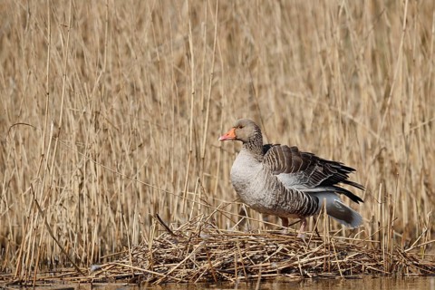Greylag goose (Anser anser) on the nest in the reeds, North Rhine-Westphalia, Germany