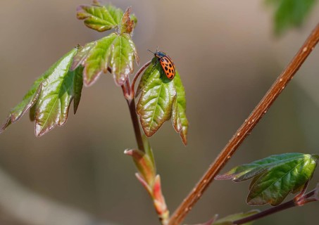 Chrysomela vigintipunctata (Chrysomela vigintipunctata) sitting on a leaf, North Rhine-Westphalia,