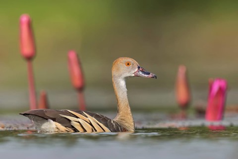 Plumed Whistling Duck (Dendrocygna eytoni) in a wetland area in Papua New Guinea