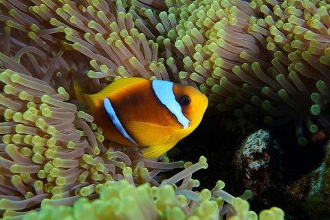 Red sea anemonefish (Amphiprion bicinctus)