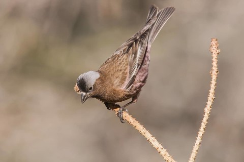 Grey-crowned Rosy Finch (Leucosticte tephrocotis), California, USA