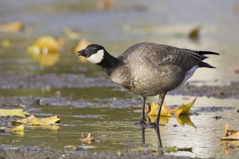 Cackling Goose (Branta hutchinsii), British Columbia, Canada