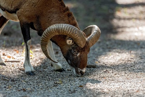 European mouflon (Ovis gmelini musimon), mouflon, male with impressively curved horns looking for