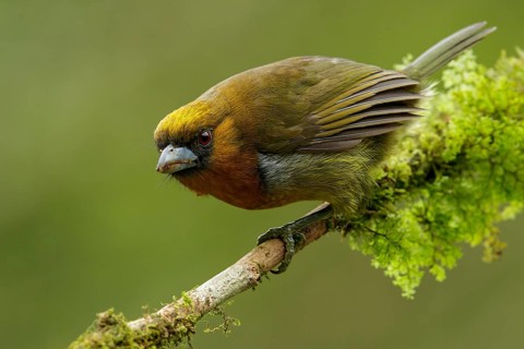 Prong-billed Barbet (Semnornis frantzii) perched on a branch in Costa Rica