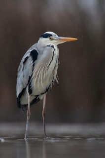 Grey Heron (Ardea cinerea), Pusztaszer, Hungary