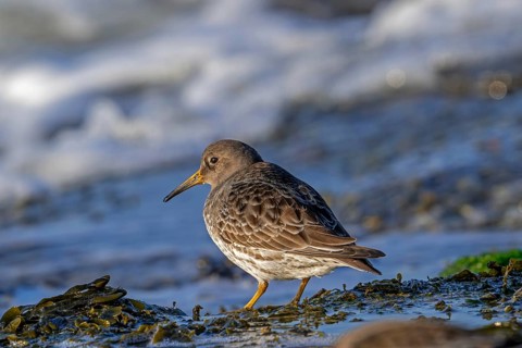 Purple sandpiper (Calidris maritima) in non-breeding plumage foraging among rocks on rocky shore