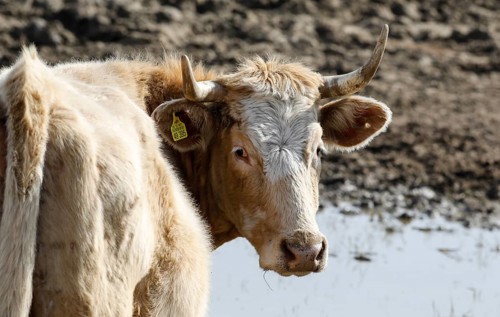 Beef from the Jahnsfeld organic farm in Brandenburg. The suckler cows graze the surrounding