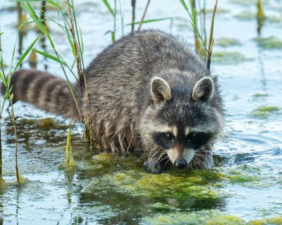 Raccoon (Procyon lotor), foraging in the shallow water zone of a lake, Lower Saxony, Germany