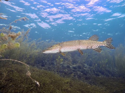 Pike (Esox lucius) swimming along the bottom in clear blue water. Dive site Parkhaus Post,