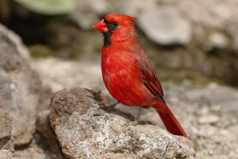 Northern Cardinal (Cardinalis cardinalis), Arizona, USA