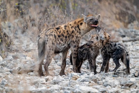 Spotted hyena or spotted hyena (Crocuta crocuta) with two young animals, Etosha National Park,