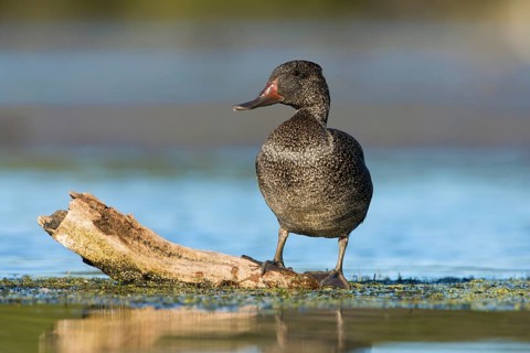 Freckled Duck (Stictonetta naevosa) male, Victoria, Australia